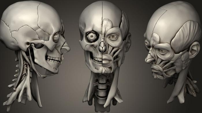 Anatomy of skeletons and skulls (ANTM_0695) 3D model for CNC machine